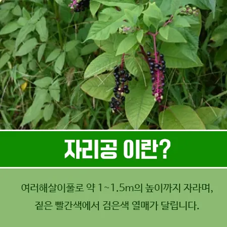 자리공 뿌리