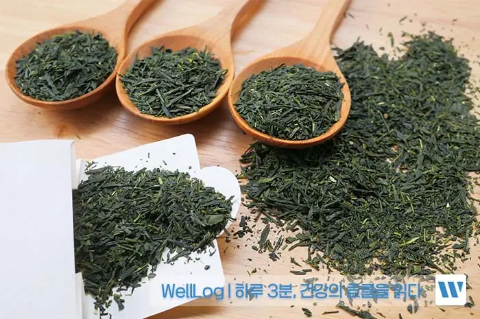 녹차 추출물 카테킨 EGCG 효능, 복용방법, 주의사항