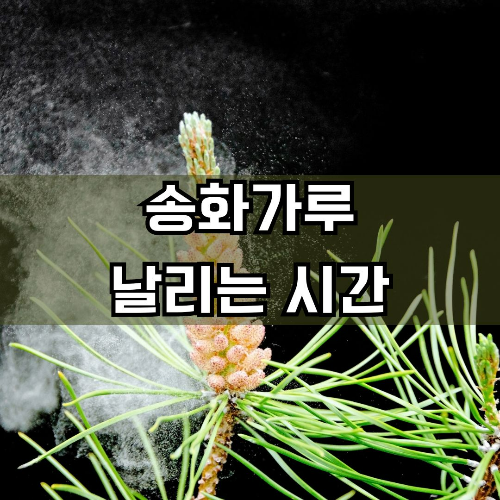 송화가루 날리는 시기와 시간