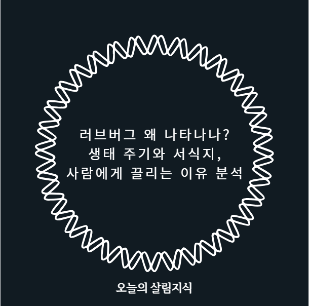 러브버그 왜 나타나나? 생태 주기와 서식지, 사람에게 끌리는 이유 분석