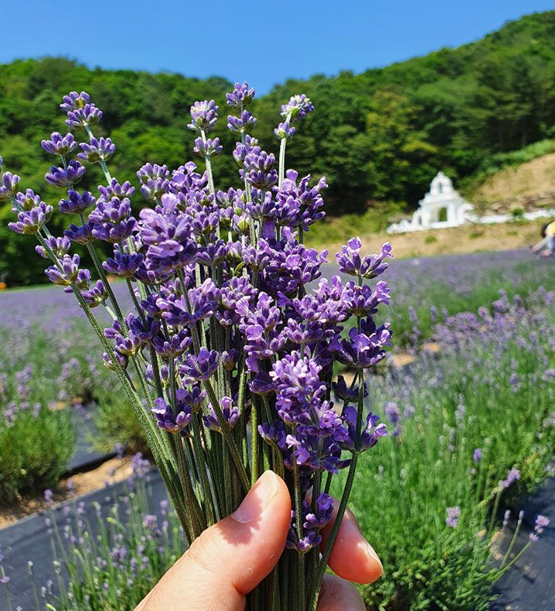 허브아일랜드 라벤더