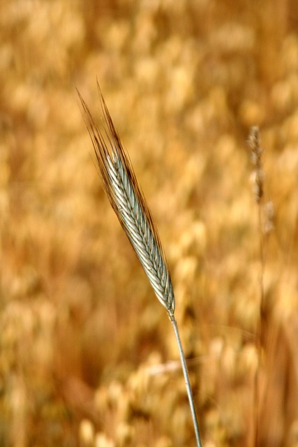 귀리 효능과 부작용 20가지