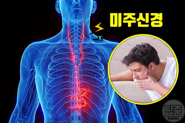일본뇌염 증상 후유증 치사율 예방접종 가격 구토 복통