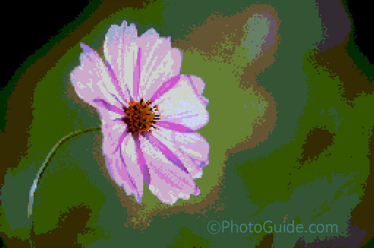 photoguide.com nft flower photo