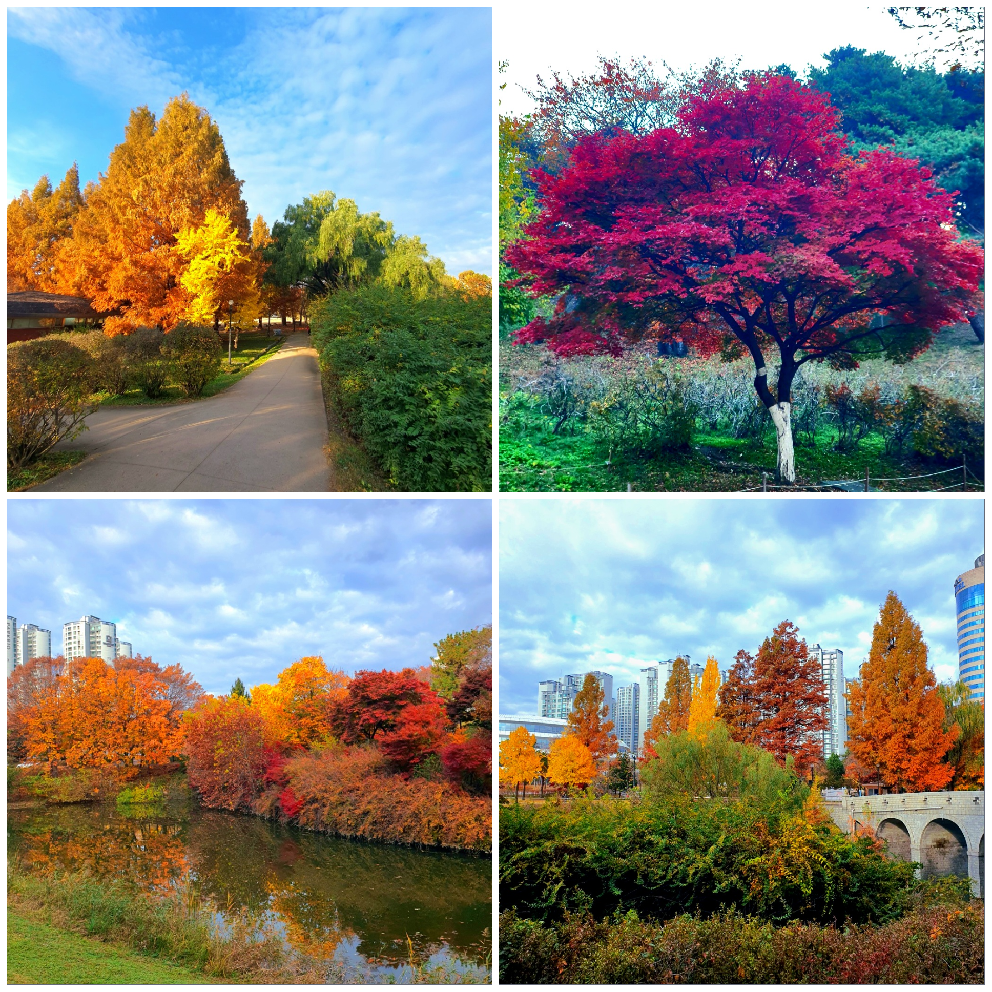 가을은-알록달록-너무-예쁩니다.