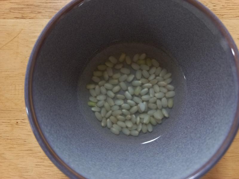 현미 발아 싹내기 실험 2일차