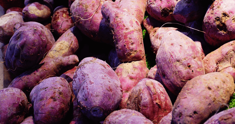 고구마 사진 - 26