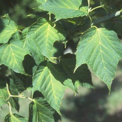 벌나무(산청목) 잎