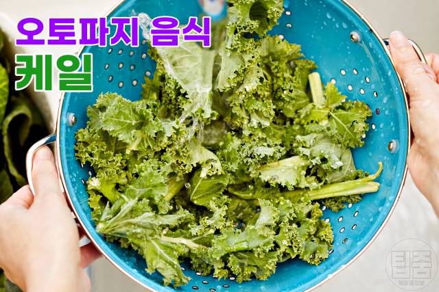오토파지 단식 다이어트 오토파지 음식 케일