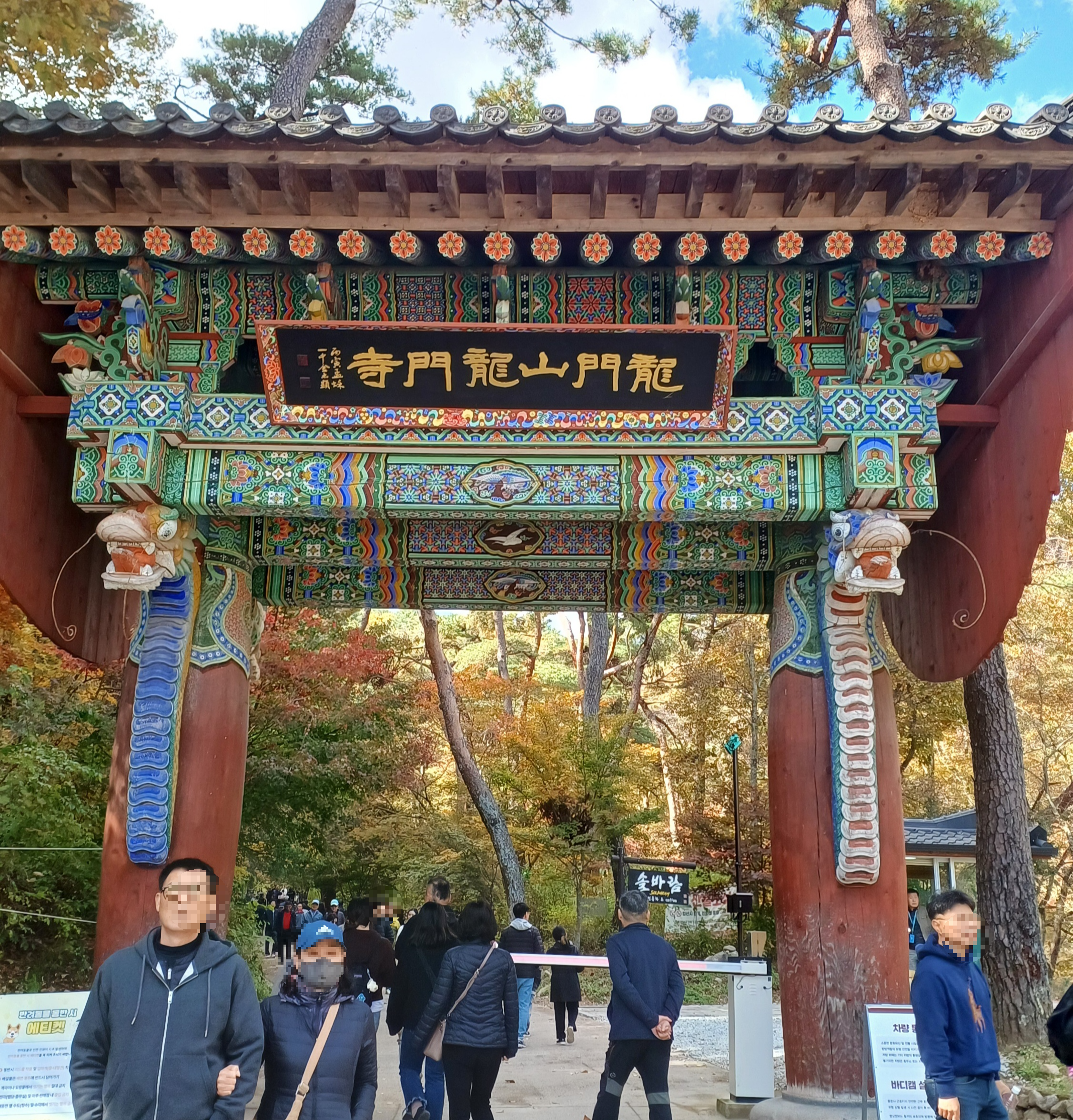 용문산-은행나무-18