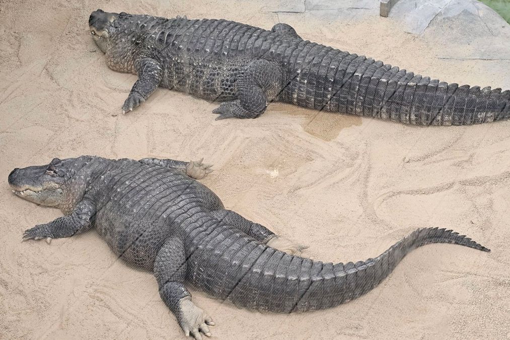 우치공원 동물원