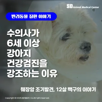 강아지 췌장암 증상 진단 치료법 안내_12
