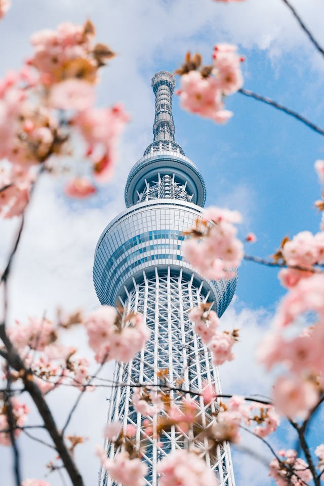 도쿄 근교 벚꽃 여행 후지산 명당 가와구치코 가는 법