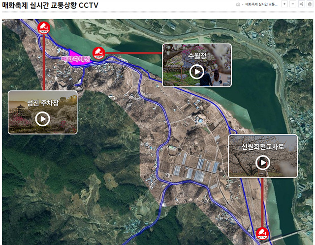 광양매화축제 기간 입장료 개화상황 프로그램 주차장 셔틀버스 25년3월8일실시간사진