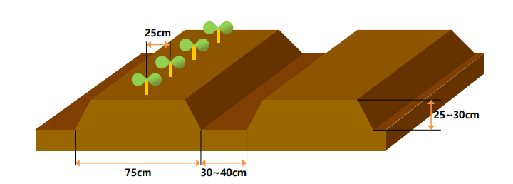 남부, 중부지방 고구마 파종 심는 시기, 키우기, 재배 및 수확 방법, 보관법
