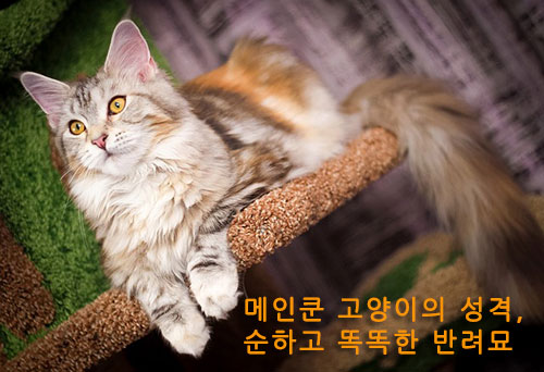 메인쿤 고양이의 성격, 순하고 똑똑한 반려묘