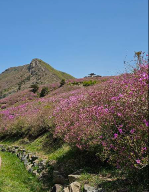 산청 황매산 철쭉축제