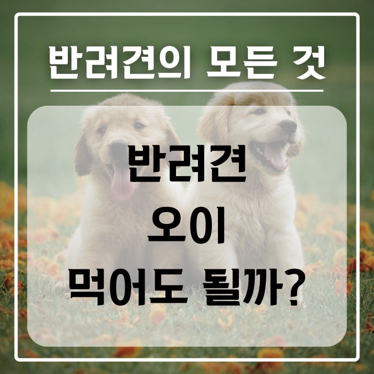 반려견 오이 급여 가능 여부, 적정량, 주의사항