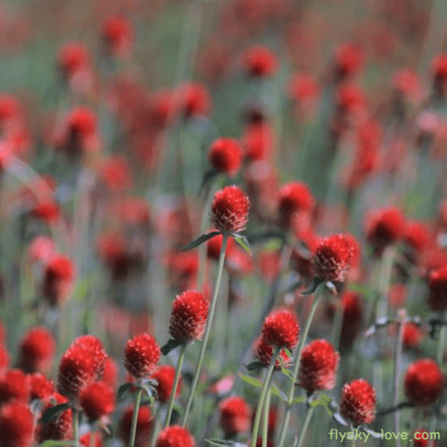 화상치료에 효과적인 오이풀