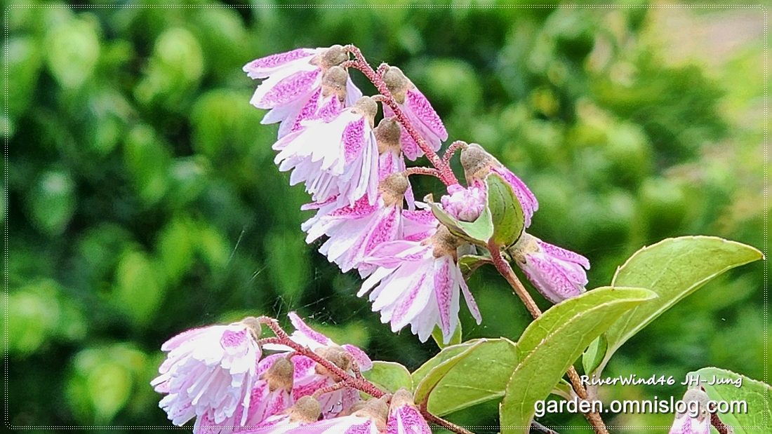 분홍말발도리_Pink-Deutzia