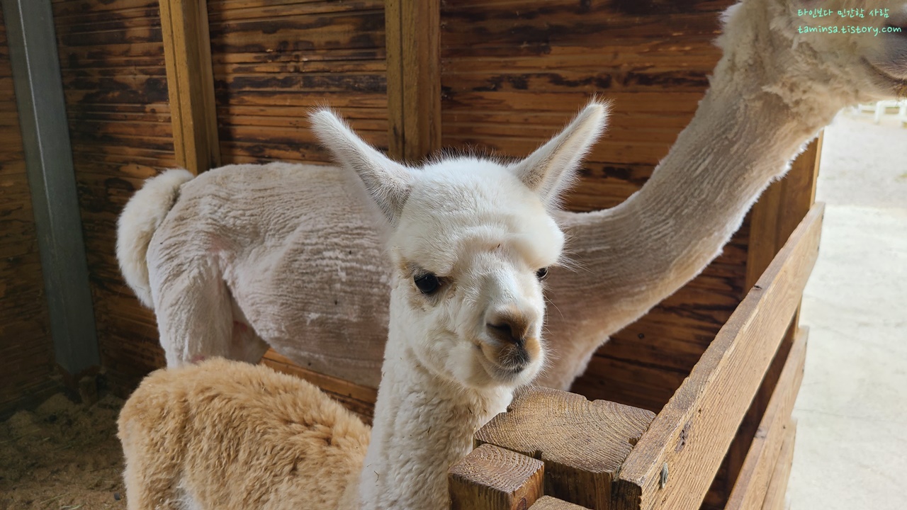 대관령-순수양떼목장-알파카