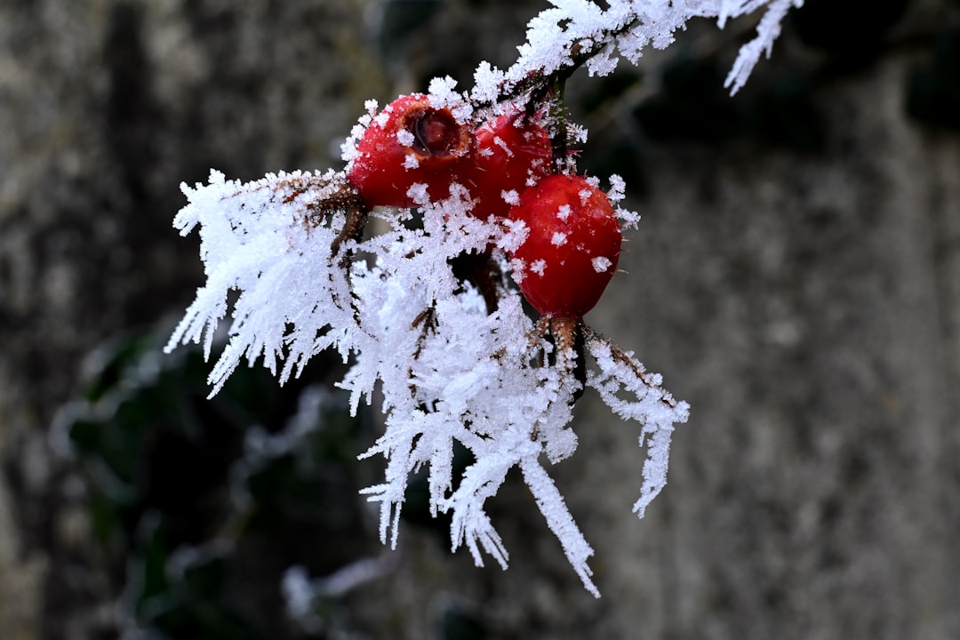 Rosehip