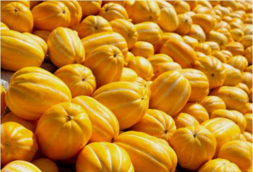 참외의 효능과 부작용 칼로리 총정리