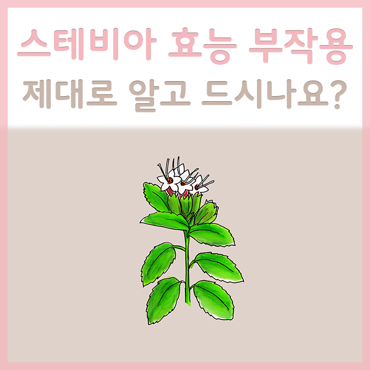 스테비아의-모습