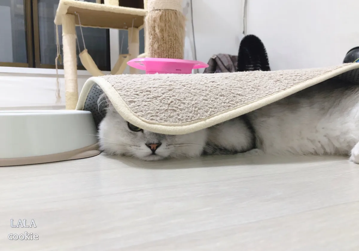 고양이-처음-키울때-힘든점-고양이-방이-된-집