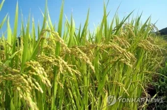 벼 재배 모내기 시기 분얼 관리 논 물대기_2