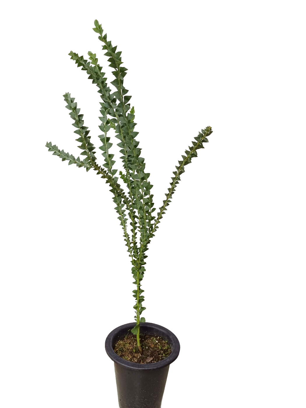 삼각잎 아카시아 키우기