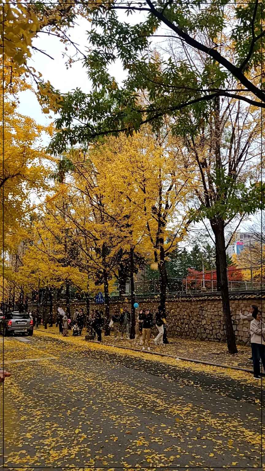 은행나무가로수길 바람에 날리는 은행나뭇잎들 환호하는 8명의 사람들