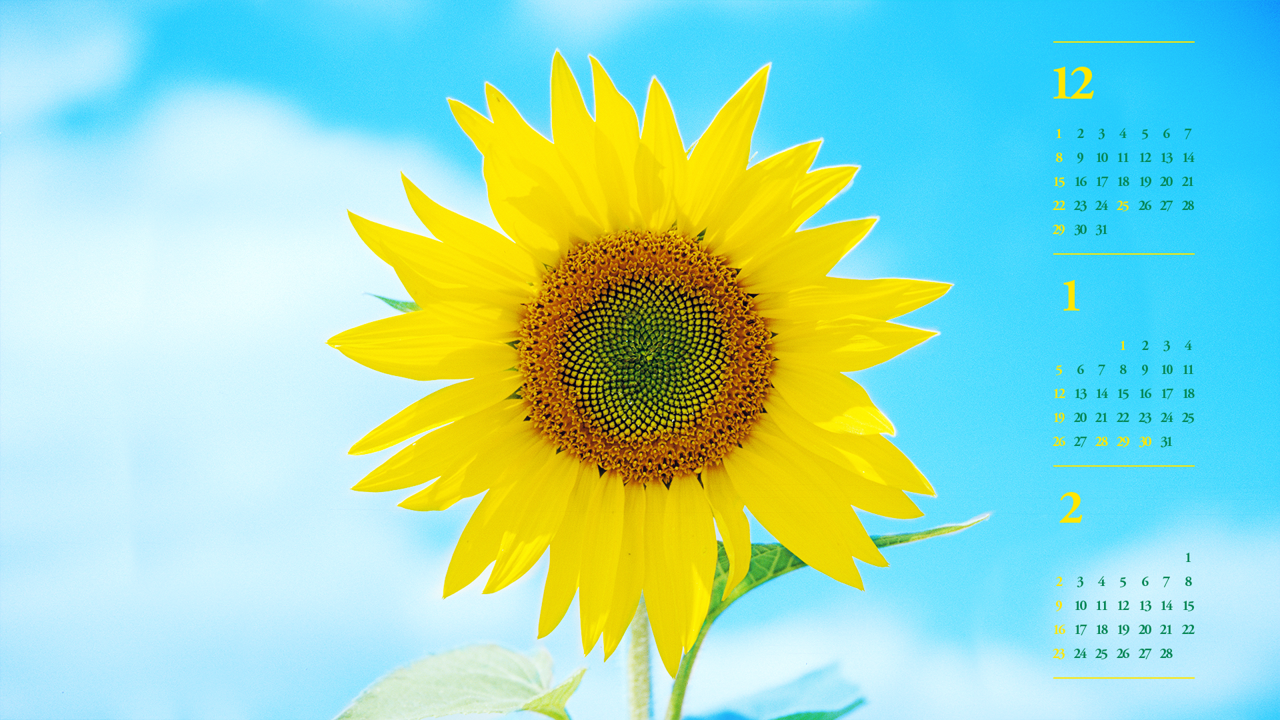 03 해바라기 하늘배경 B - 2025년1월 노트북배경화면