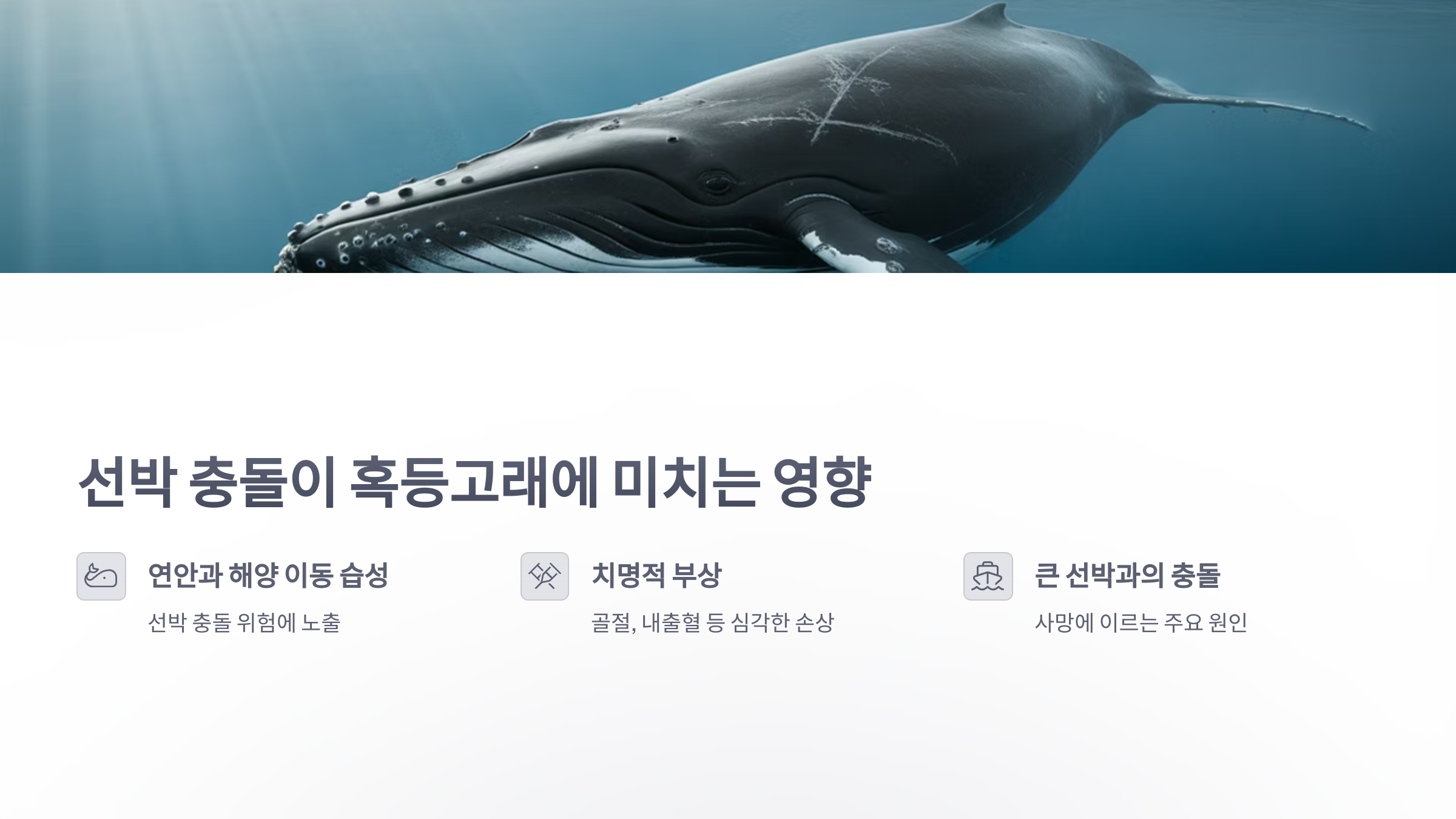 참조-충돌,-혹등고래가-숨지는-주요원인-2