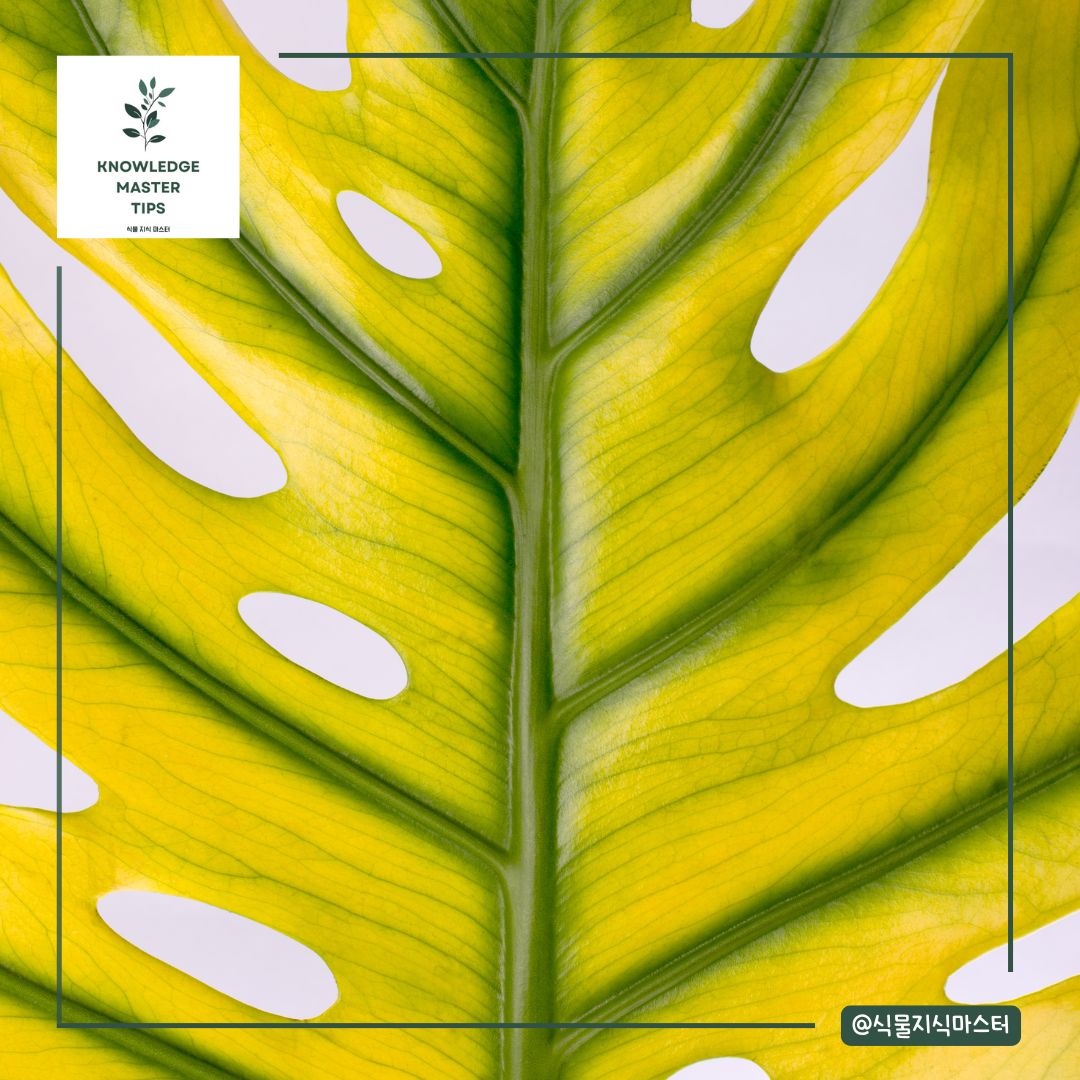 빛의 부족 또는 과다 노출로 인한 문제