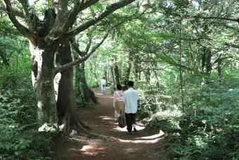 제주 비자림 숲속 산책로 여름 피서지 추천 장소_10