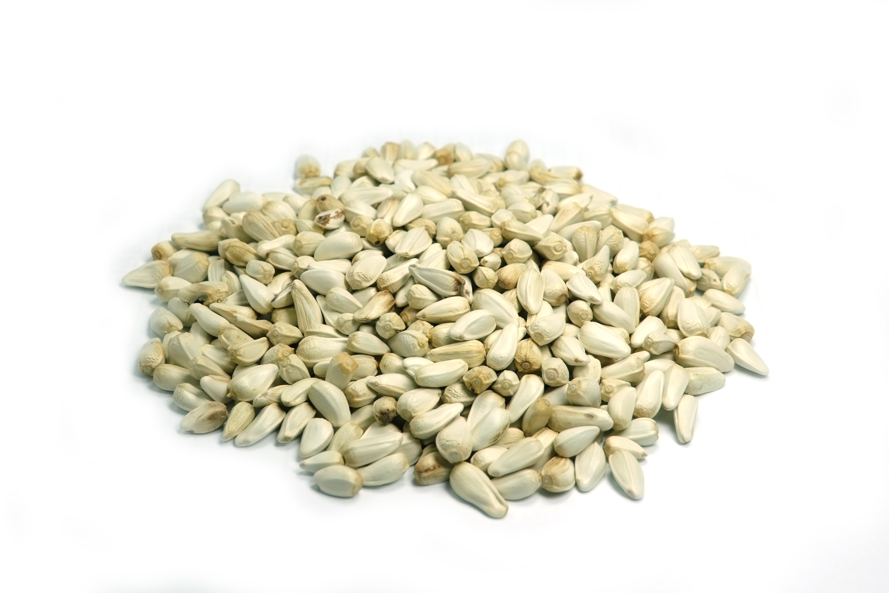 야생에서 채취를 한 홍화의 씨앗을 잘 세척하여 건조한 후에 하얀 바닥 위에 수북하게 쌓아놓고 확대하여 찍은 사진