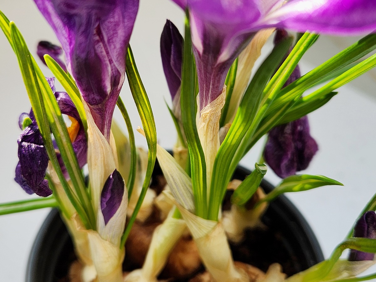 크로커스 Crocus