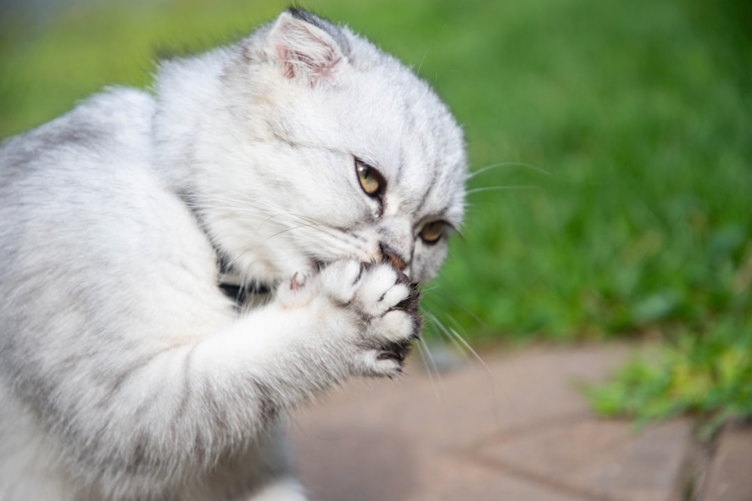 Paw