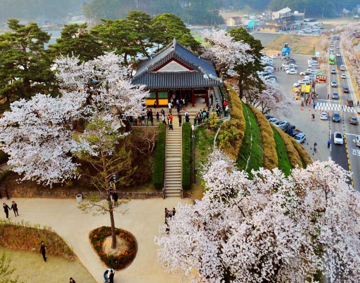 강릉 경포호 벚꽃 사진