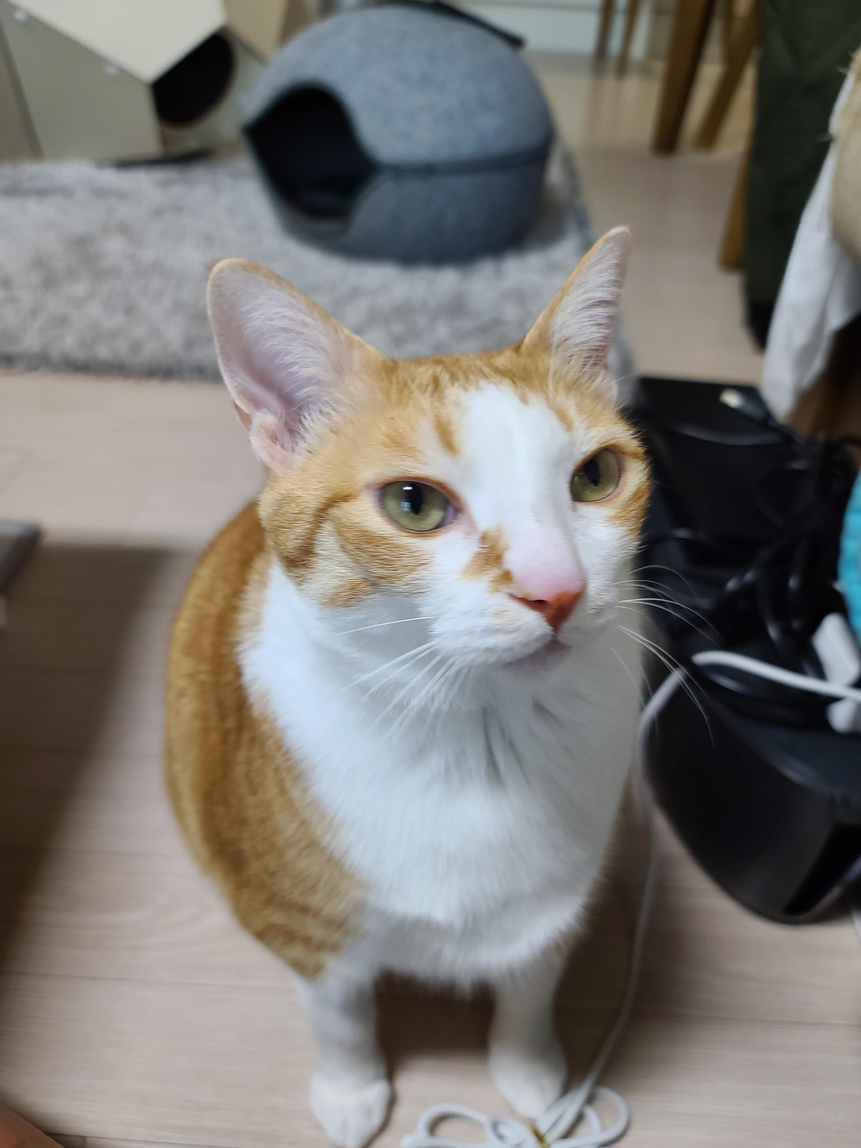 고양이가 엄마집사에게 바라는게 있을때 하는 행동. 눈으로 말해요. 치즈뚱냥이 호야.