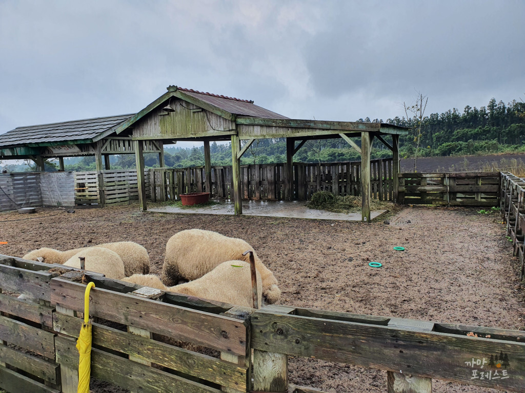 표선 보롬왓 양 떼