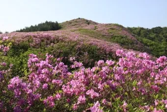 남원 봉화산 철쭉 산행 주차장 등산코스_27