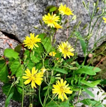 씀바귀 무침 김치 담그는법 레시피_7