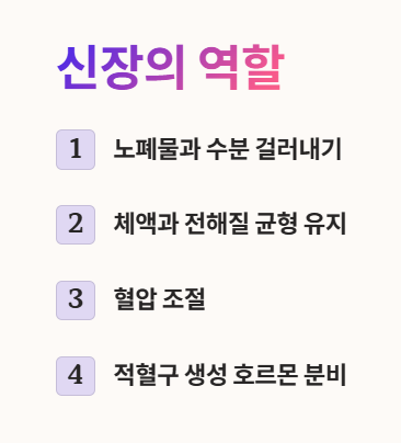 신장의 역할