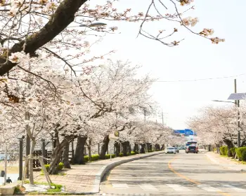 정읍 벚꽃축제_14