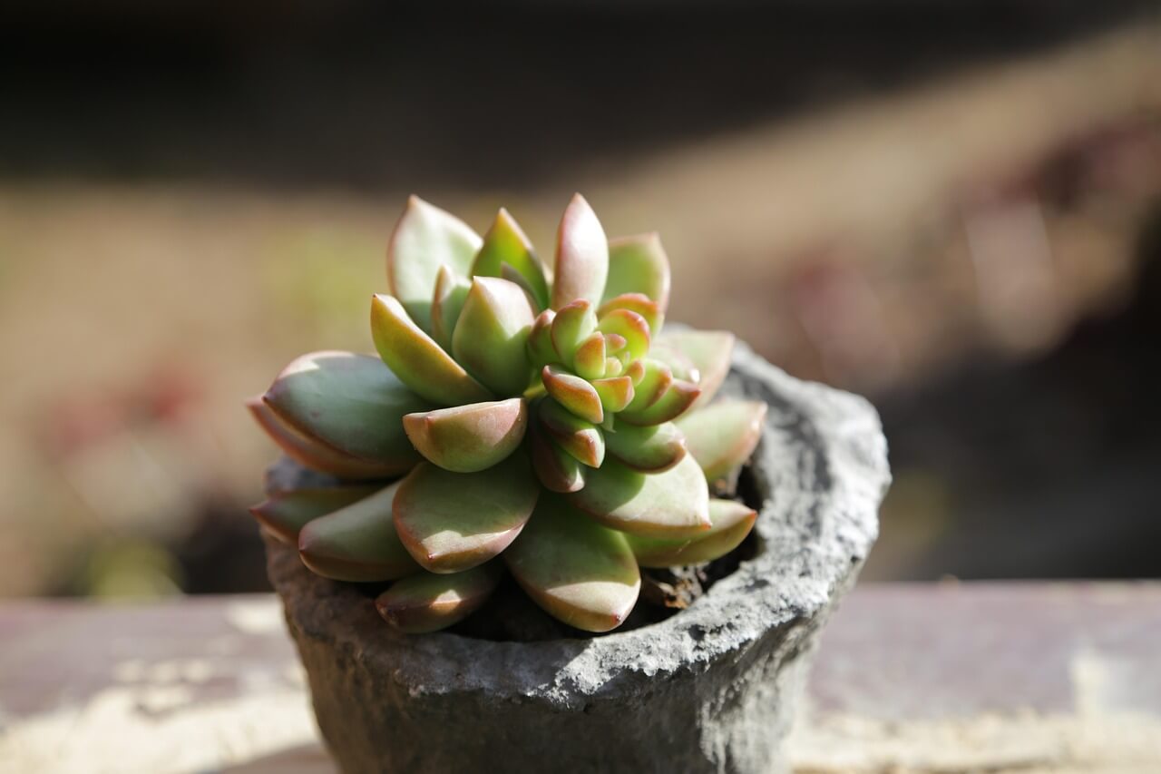 초보자기 키우기 쉬운 다육식물 : 세덤