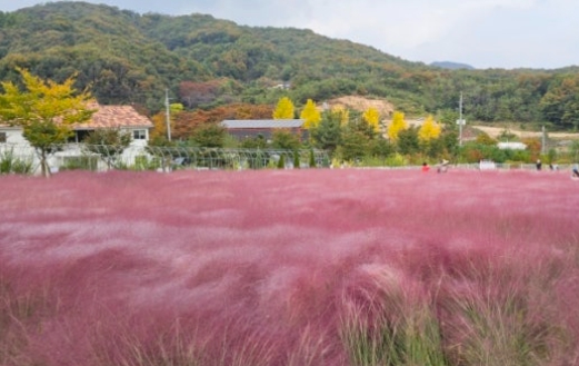 용인/새로운/인기/핫플/용/자작나/숲
