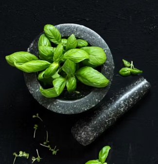 바질 효능 부작용 고르는법 요리 먹는 방법 허브