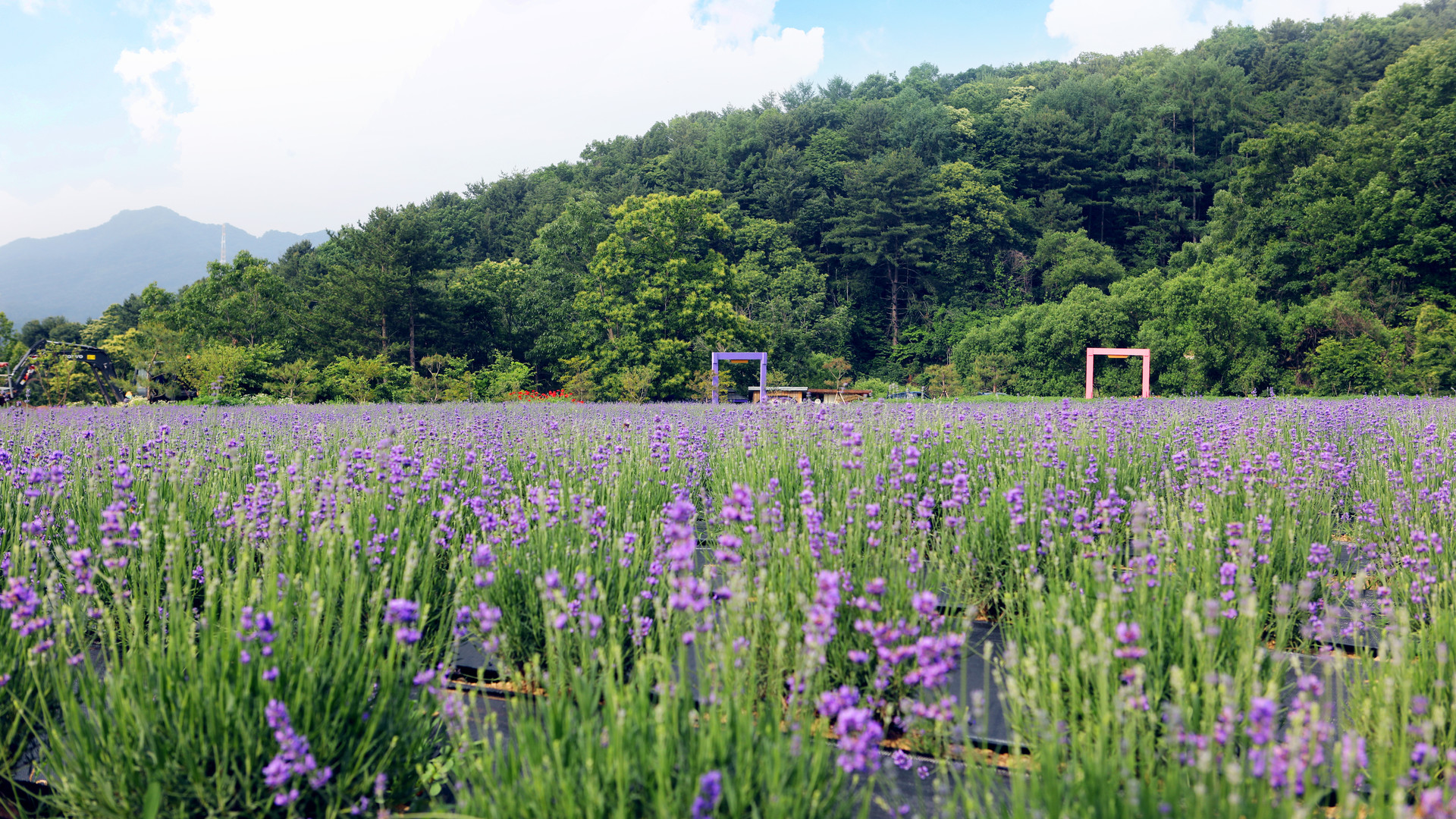 허브아일랜드 라벤더축제